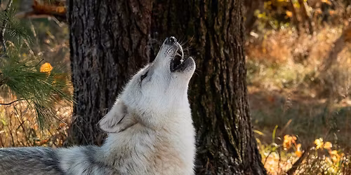Howl Nights at Wolf Park