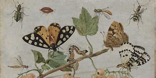 What If Insects Disappeared?   Why It Matters to You