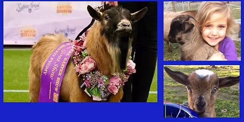 MGBA Coffs Harbour Show