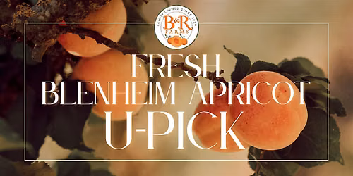B & R Farms Apricot U-PICK 2026