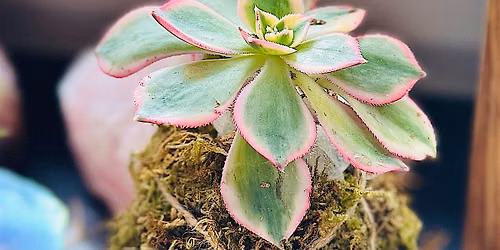 Succulent Kokedamas @ Resolute Brewing Co. Centennial