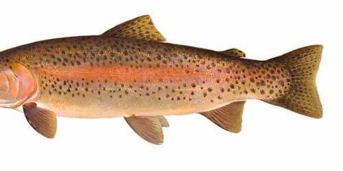 Trout Stocking at Discovery Park