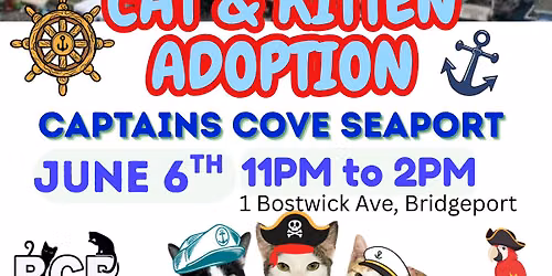 Cat Adoption Event 
