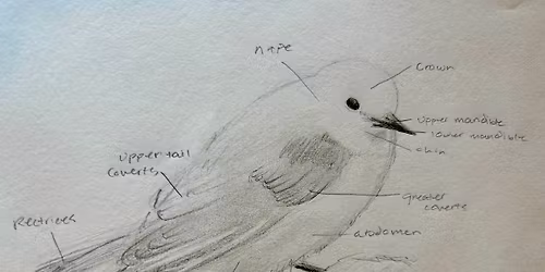 Birds in the Hand and on the Page: Avian Ecology & Illustration
