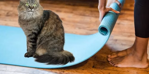 In-Person Donation Class: Cat Yoga at the Humane Society of Marathon County