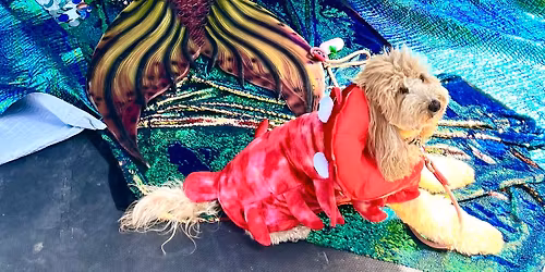 Furmaid & Friends a sea pawdy: fundraiser for local animal shelter 