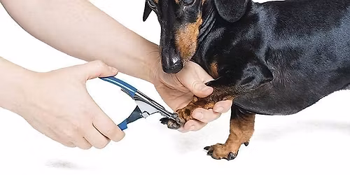 Nail Trim Clinic