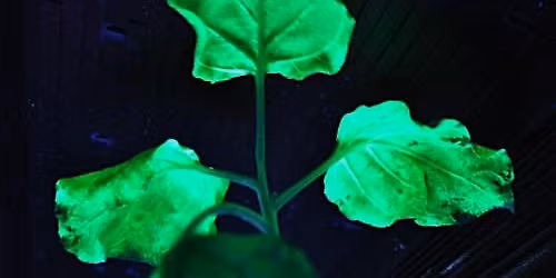 Wet-Lab Plant Genetic Engineering - Take Home a Bioluminescent Organism