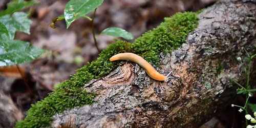 Slug Stroll