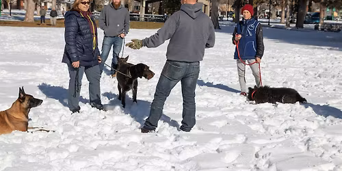 6-Week Dog Training Class: Obedience, Recall & Real-Life Skills