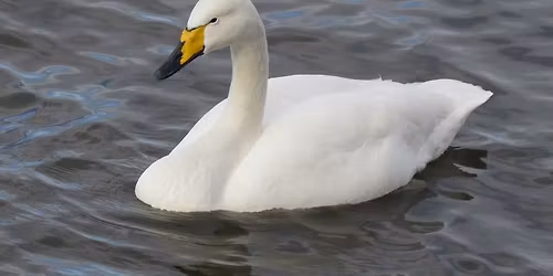Coach Trip to WWT Welney Wetland Centre in Cambridgeshire on 23 November