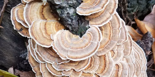 Tales, Tunes & Trails: Fungi & Native Fruit