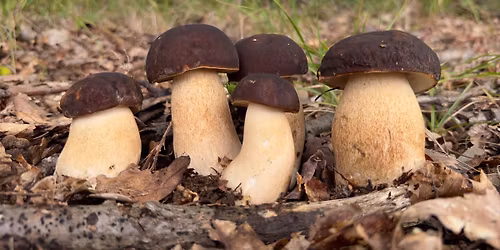 ATESSA - Monte Marcone(CH) - Funghi: Meraviglie della Natura