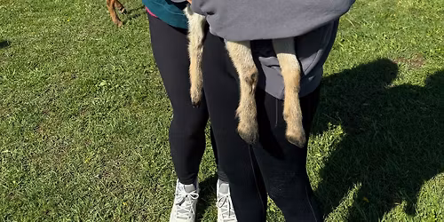 Baby Goat Cuddle Sessions