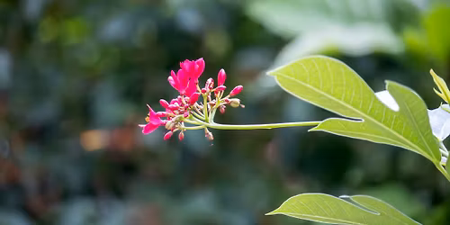 Invasive Plant Removal and Native Plant Planting