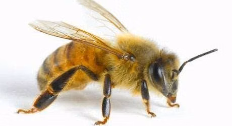 Garden Story & Craft Time: Honeybees!