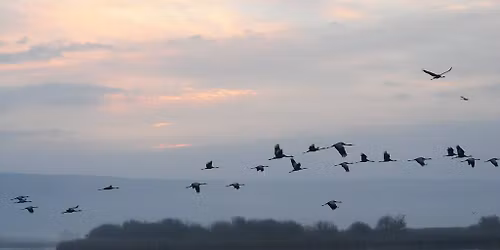 Долина перелетных птиц
