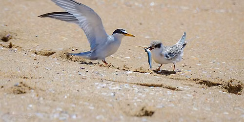 California Least Tern Natural Preserve Restoration