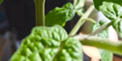 Plant- och fr\u00f6bytardag p\u00e5 Naturcentrum