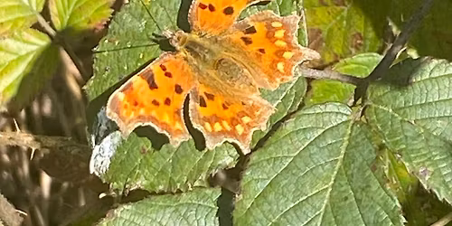 RSPB Nature Wellbeing Walk in Richmond Park