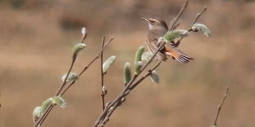 De Stadsmus - cursus Moeras- en rietvogels