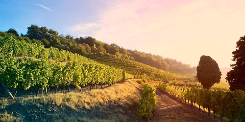 Pinot Noir Around The World