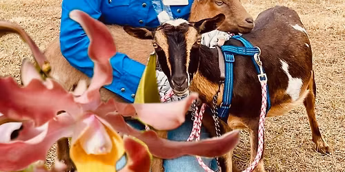 Naples Orchid Society Orchid Rodeo