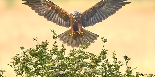 Humber Sunrise Marsh Harrier Exclusive at RSPB Blacktoft Sands