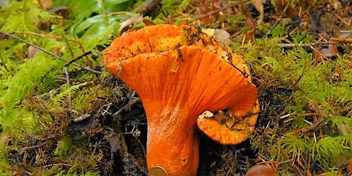 Mushrooms of the southern Oregon Cascades