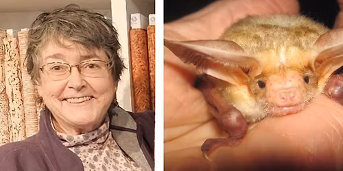 Special Talk: Bats: Masters of the Night Sky