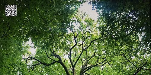 Amanita Grove: Deep Beneath The Canopy