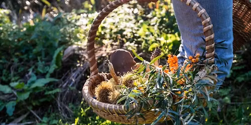 Foraging the Edible Wilderness