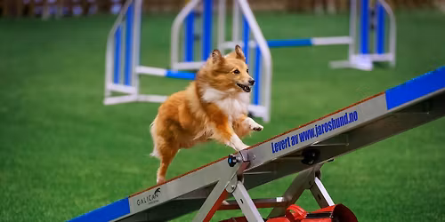 Agilitystevne Fredrikstad 2-3. mai 2026