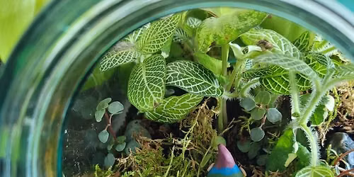 Fairy Garden Terrarium Workshop