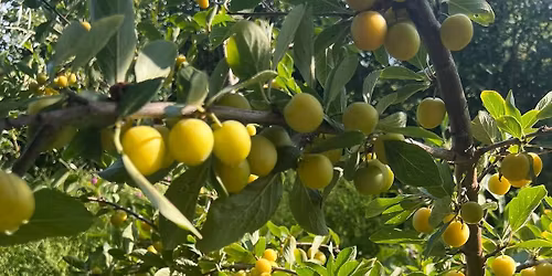 Gardening: Fruit and nut tree planting, learn about forest gardening and volunteer