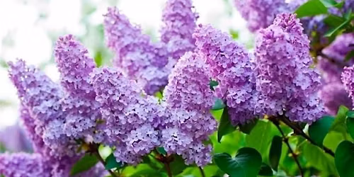 Arnold Arboretum Lilac Path - Guided Walk with Ample Access Outdoors