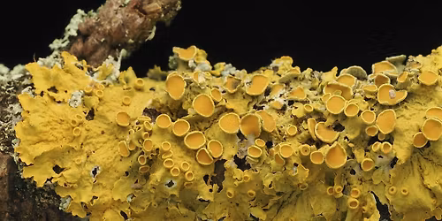 Learning Lichens: a walk in the park