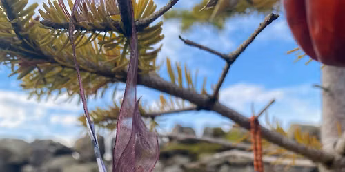 Natural Christmas Decorations