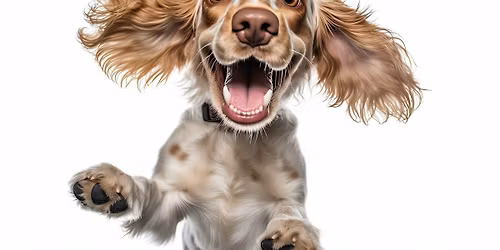 Spesialutstilling for spaniels