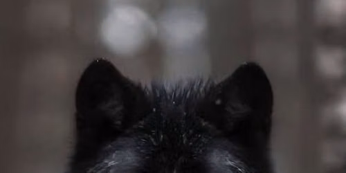 The Way of the Wolf