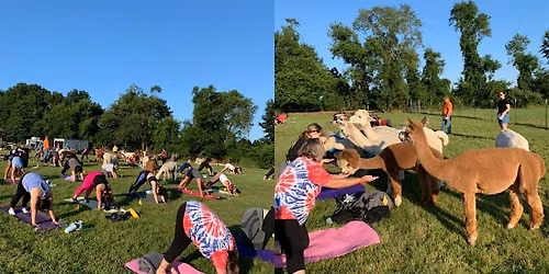 Alpaca Yoga with Forever Paws Animal Shelter