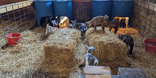 Real Life Farm Field Trip
