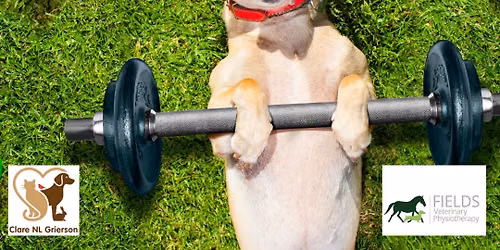 Sporty Dog! Warming Up & Winding Down!