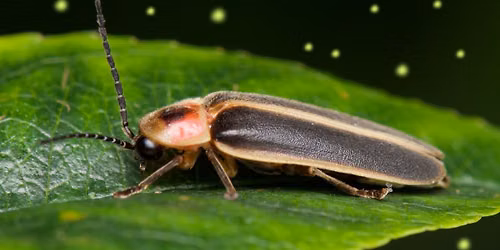 Preschoolers: Fireflies