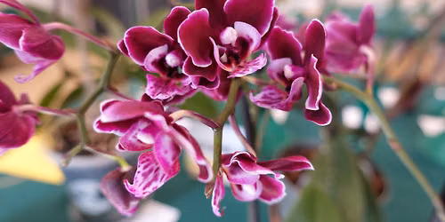 Monthly Talk: Companion Planting