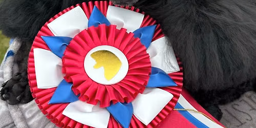 Poodle Club of Alberta 2026 Specialty