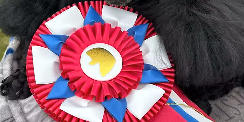 Poodle Club of Alberta 2026 Specialty