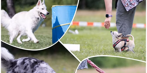 Prodlou\u017een\u00fd v\u00edkend ps\u00edch sport\u016f V\u011bt\u0159kovice (Nosework, Hoopers, Rally, Hry)