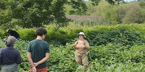 Nix the Knotweed:  Cut #8 of 9 and Picnic!