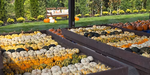 Bolin Grove Farms Fall Festival